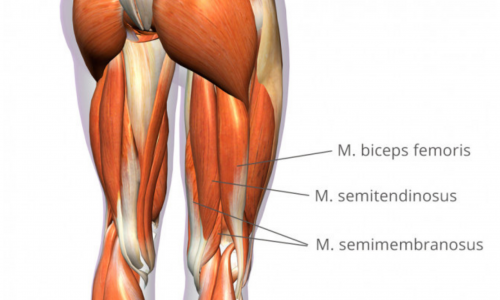 Hamstrings